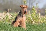 WELSH TERRIER 107